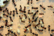 Camponotus ligniperda Fütterung