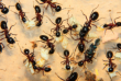 Camponotus ligniperda Fütterung
