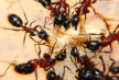 Camponotus ligniperda Fütterung