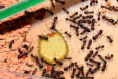 Camponotus ligniperda Honigfütterung
