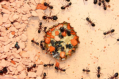 Camponotus ligniperda Honigfütterung