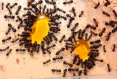 Camponotus ligniperda Honigfütterung
