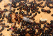 Camponotus ligniperda Königin geschlüpft