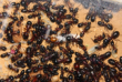Camponotus ligniperda Königin geschlüpft