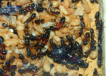 Camponotus ligniperda Königin in Legelaune