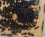 Camponotus ligniperda Königinpuppen
