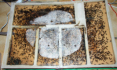 Camponotus ligniperda Komplettnest
