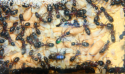 Camponotus ligniperda Larvenverpuppung