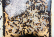 Camponotus ligniperda Larvenverpuppung