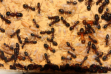 Camponotus ligniperda Larvenverpuppung
