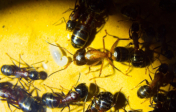 Camponotus ligniperda Majorarbeiterin