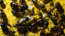 Camponotus ligniperda Nachwuchs