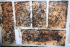 Camponotus ligniperda Nest mit Brut
