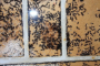 Camponotus ligniperda Nesteinblick neues Nest