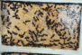 Camponotus ligniperda Nesteinblick neues Nest