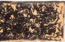 Camponotus ligniperda Nestkammer