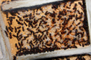Camponotus ligniperda Nestkammer