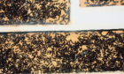 Camponotus ligniperda Nestkammer