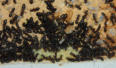 Camponotus ligniperda Nestkammereinblick