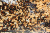 Camponotus ligniperda Nestkammereinblick