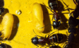 Camponotus ligniperda Puppen