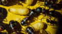 Camponotus ligniperda Puppen
