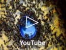 Camponotus ligniperda Video