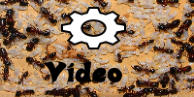 Camponotus ligniperda Video