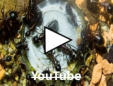 Camponotus ligniperda Video