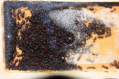 Camponotus ligniperda Wintertraube