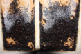Camponotus ligniperda Wintertraube