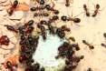 Camponotus ligniperda Zuckerwasserfütterung