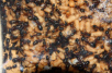 Camponotus ligniperda erste Arbeiterin