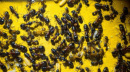 Camponotus ligniperda erste Arbeiterinnen geschlüpft