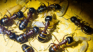 Camponotus ligniperda erste Puppen