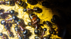 Camponotus ligniperda gerade geschlüpfte Majorarbeiterinnen