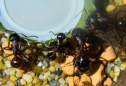 Camponotus ligniperda in der Arena