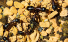 Camponotus ligniperda in der Arena