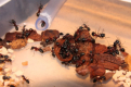 Camponotus ligniperda in der Arena