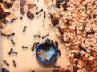 Camponotus ligniperda in der Arena