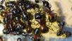 Camponotus ligniperda in der Arena