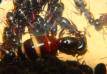 Camponotus ligniperda legefreudige Königin