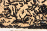 Camponotus ligniperda nach der Winterruhe