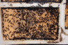 Camponotus ligniperda nach der Winterruhe