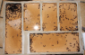 Camponotus ligniperda neues Nest