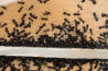 Camponotus ligniperda neues Nest