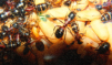 Camponotus ligniperda schlüpfen