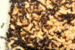 Camponotus ligniperda schlüpfen