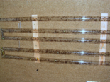 Acromyrmex spec.