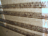 Acromyrmex spec.